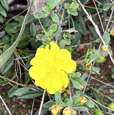 Hibbertia obtusifolia (Grey Guinea-flower) at Rendezvous Creek, ACT - 18 Nov 2022 by JimL
