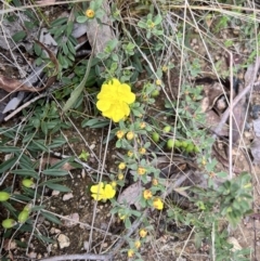 Hibbertia obtusifolia at Rendezvous Creek, ACT - 19 Nov 2022