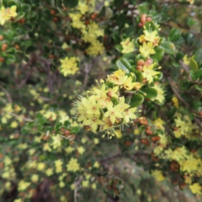 Phebalium squamulosum subsp. ozothamnoides (Alpine Phebalium, Scaly Phebalium) at Mount Clear, ACT - 19 Nov 2022 by MatthewFrawley