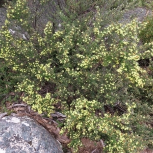 Phebalium squamulosum subsp. ozothamnoides at Mount Clear, ACT - 19 Nov 2022 11:27 AM