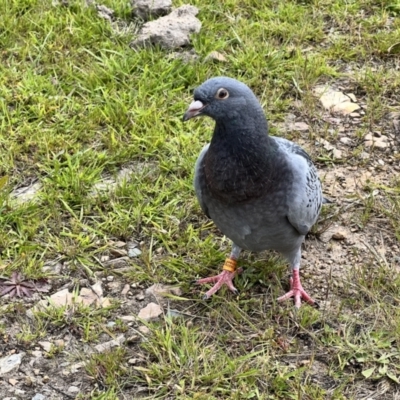 Columba livia (Rock Dove (Feral Pigeon)) at Rendezvous Creek, ACT - 19 Nov 2022 by JimL