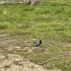 Columba livia at Rendezvous Creek, ACT - 19 Nov 2022 03:07 PM