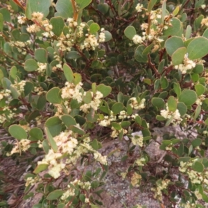 Acacia alpina at Mount Clear, ACT - 19 Nov 2022