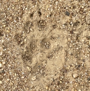 Canis lupus at Namadgi National Park - 19 Nov 2022