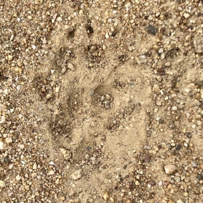 Canis lupus at Namadgi National Park - 19 Nov 2022 by JimL
