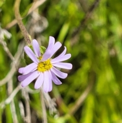 Vittadinia muelleri (Narrow-leafed New Holland Daisy) at Cooma Grasslands Reserves - 19 Nov 2022 by trevorpreston