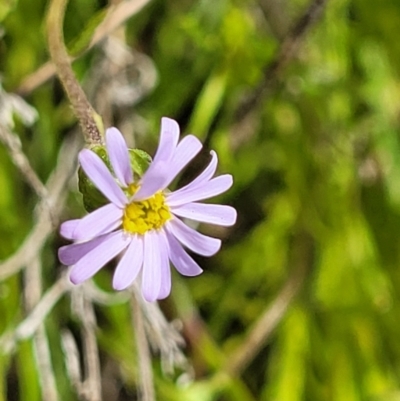 Vittadinia muelleri (Narrow-leafed New Holland Daisy) at Cooma, NSW - 19 Nov 2022 by trevorpreston