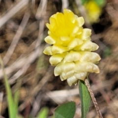 Trifolium campestre (Hop Clover) at Cooma, NSW - 19 Nov 2022 by trevorpreston