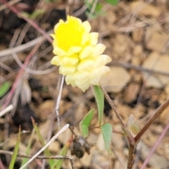 Trifolium campestre at Cooma, NSW - 19 Nov 2022