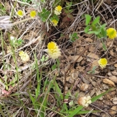 Trifolium campestre at Cooma, NSW - 19 Nov 2022