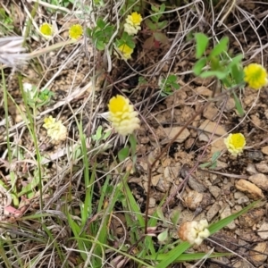 Trifolium campestre at Cooma, NSW - 19 Nov 2022