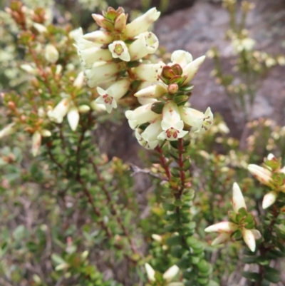 Epacris robusta (Round-leaf Heath) at Mount Clear, ACT - 19 Nov 2022 by MatthewFrawley