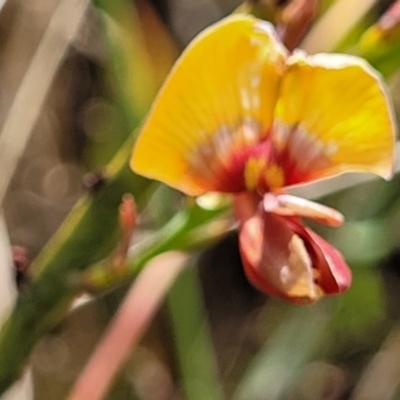 Bossiaea riparia at Cooma, NSW - 19 Nov 2022 by trevorpreston