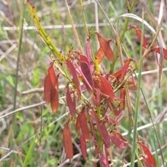 Bossiaea riparia at Cooma, NSW - 19 Nov 2022