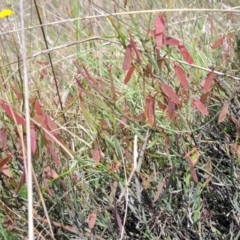 Bossiaea riparia at Cooma, NSW - 19 Nov 2022