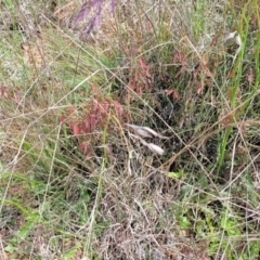 Bossiaea riparia at Cooma, NSW - 19 Nov 2022