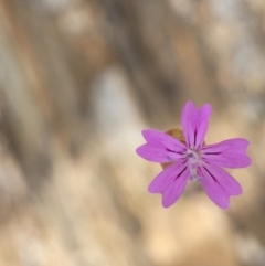 Petrorhagia nanteuilii (Proliferous Pink, Childling Pink) at Cooma Grasslands Reserves - 18 Nov 2022 by trevorpreston