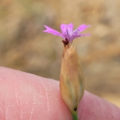 Petrorhagia nanteuilii at Cooma, NSW - 19 Nov 2022