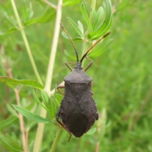 Amorbus sp. (genus) at Jerrabomberra, ACT - 19 Nov 2022