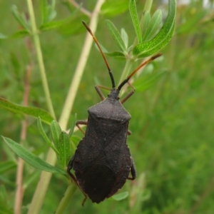 Amorbus sp. (genus) at Jerrabomberra, ACT - 19 Nov 2022