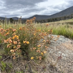 Mirbelia oxylobioides (Mountain Mirbelia) at Rendezvous Creek, ACT - 19 Nov 2022 by JimL