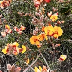 Mirbelia oxylobioides at Rendezvous Creek, ACT - 19 Nov 2022 02:37 PM