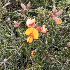 Mirbelia oxylobioides at Rendezvous Creek, ACT - 19 Nov 2022 02:37 PM