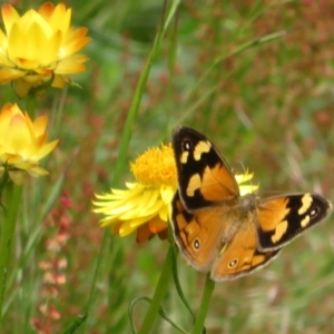 Heteronympha merope at Jerrabomberra, ACT - 19 Nov 2022