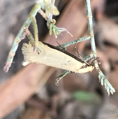 Philobota mathematica group undescribed species. (A concealer moth) at Mount Clear, ACT - 4 Oct 2022 by Tapirlord