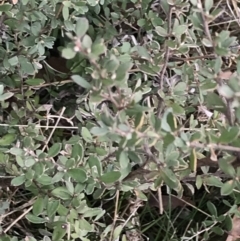 Leptospermum myrtifolium (Myrtle Teatree) at Mount Clear, ACT - 4 Oct 2022 by Tapirlord