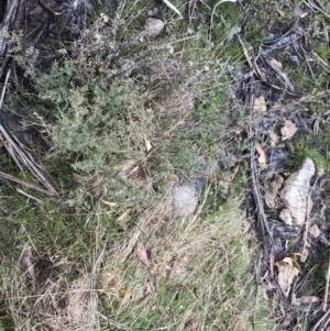 Leptospermum myrtifolium at Mount Clear, ACT - 4 Oct 2022