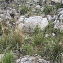 Poa helmsii (Broad-leaved Snow Grass) at Mount Clear, ACT - 4 Oct 2022 by Tapirlord