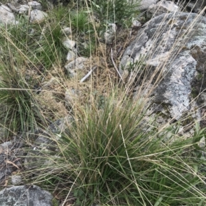 Poa helmsii at Mount Clear, ACT - 4 Oct 2022 02:48 PM