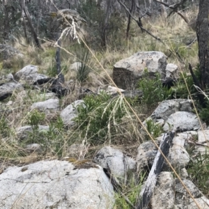 Poa helmsii at Mount Clear, ACT - 4 Oct 2022 02:48 PM