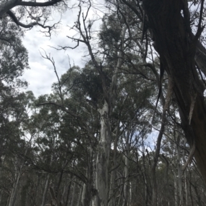 Eucalyptus dalrympleana subsp. dalrympleana at Namadgi National Park - 4 Oct 2022 02:32 PM