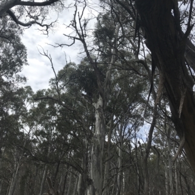 Eucalyptus dalrympleana subsp. dalrympleana (Mountain Gum) at Mount Clear, ACT - 4 Oct 2022 by Tapirlord