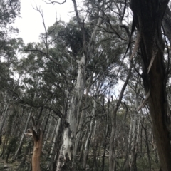 Eucalyptus dalrympleana subsp. dalrympleana at Namadgi National Park - 4 Oct 2022 02:32 PM