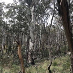 Eucalyptus dalrympleana subsp. dalrympleana at Namadgi National Park - 4 Oct 2022 02:32 PM