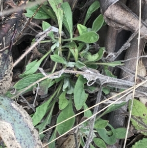 Cynoglossum australe at Mount Clear, ACT - 4 Oct 2022 02:27 PM