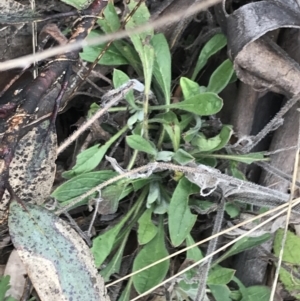 Cynoglossum australe at Mount Clear, ACT - 4 Oct 2022 02:27 PM