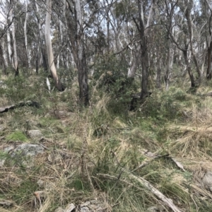 Cirsium vulgare at Mount Clear, ACT - 4 Oct 2022