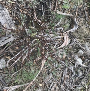 Indigofera australis subsp. australis at Mount Clear, ACT - 4 Oct 2022 02:26 PM