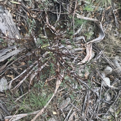 Indigofera australis subsp. australis (Australian Indigo) at Mount Clear, ACT - 4 Oct 2022 by Tapirlord