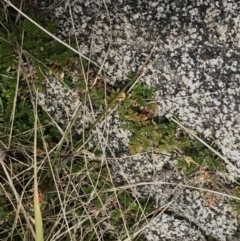 Acaena novae-zelandiae (Bidgee Widgee) at Bumbalong, NSW - 4 Oct 2022 by Tapirlord