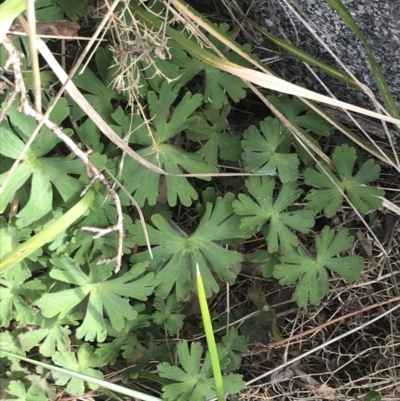 Geranium solanderi var. solanderi (Native Geranium) at Bumbalong, NSW - 4 Oct 2022 by Tapirlord