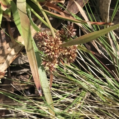 Luzula ovata (Pyramid Woodrush) at Mount Clear, ACT - 4 Oct 2022 by Tapirlord