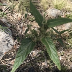 Gynatrix pulchella (Hemp Bush) at Mount Clear, ACT - 4 Oct 2022 by Tapirlord