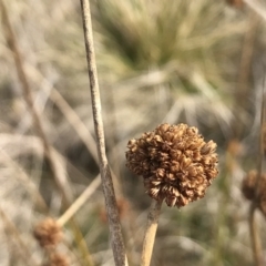 Juncus phaeanthus (Dark-flower Rush) at Mount Clear, ACT - 3 Oct 2022 by Tapirlord