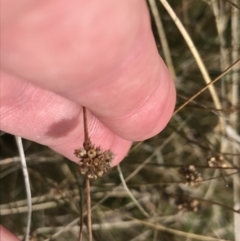 Juncus filicaulis (Thread Rush) at Mount Clear, ACT - 4 Oct 2022 by Tapirlord