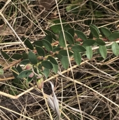 Pimelea curviflora var. gracilis (Curved Rice-flower) at Mount Clear, ACT - 3 Oct 2022 by Tapirlord